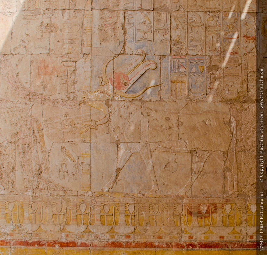 Fotografie (c) Matthias_Schneider Ägypten 170427_17654_Hatschepsut_Ochse_Farbe