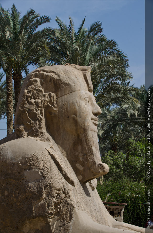 Fotografie (c) Matthias_Schneider Ägypten 170505_18403_Memphis_Sphinx Fotografie (c) Matthias_Schneider Ägypten 170505_18403_Memphis_Sphinx