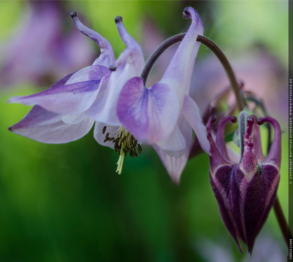 Fotografie Matthias Schneider 150524 21644 Akelei Fliege