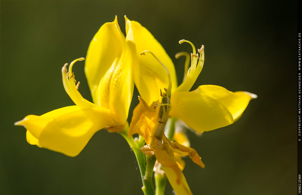 Fotografie Matthias Schneider 160602-25969 Ginsterblüte <em>Genista umbellata</em>