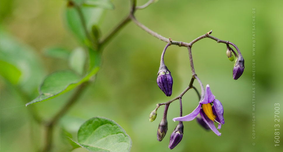 Fotografie Matthias Schneider 160814-27003 Kleine violette Blüte