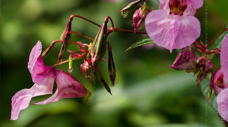 Fotografie Matthias Schneider 160814-27039 Doppeltrichterblüte