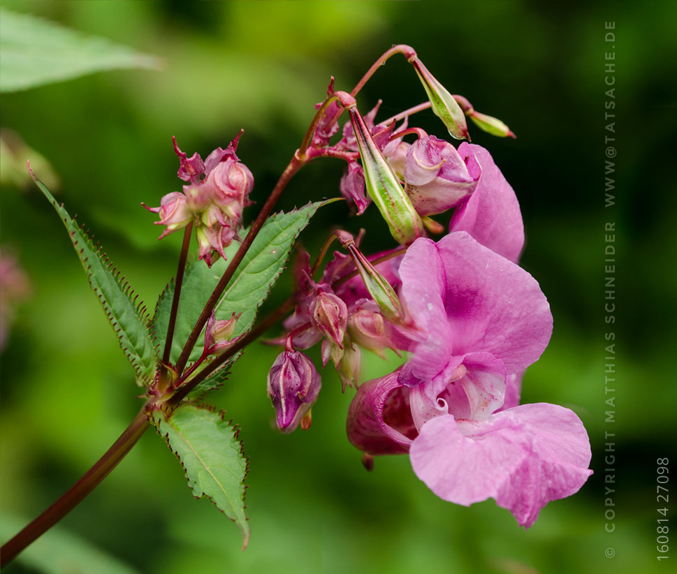 Fotografie Matthias Schneider 160814-27098 Doppeltrichterblüte