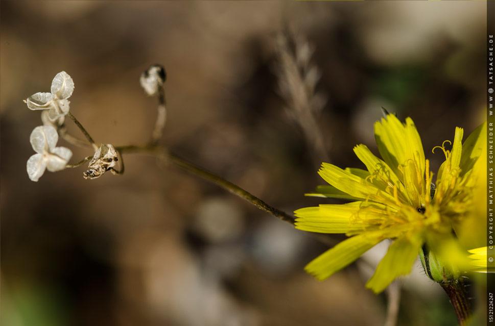 Fotografie Matthias Schneider 15121224247 Am Wegesrand