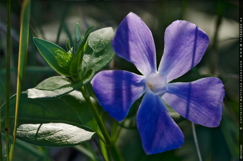 Fotografie Matthias Schneider 16011224632 Kleine Propellerblüte am Wegesrand