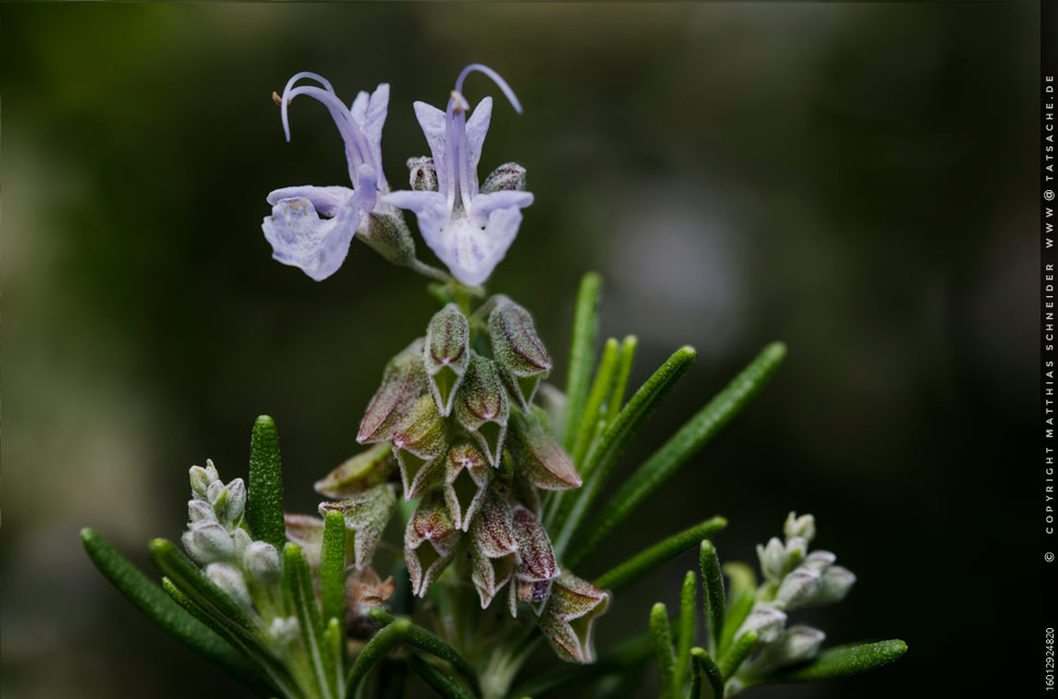 Fotografie Matthias Schneider 16012924820 Rosmarinblüten