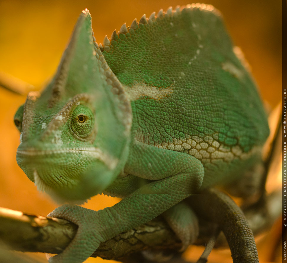 Fotografie (c) Matthias_Schneider - 170127 29203 Chamaeleon