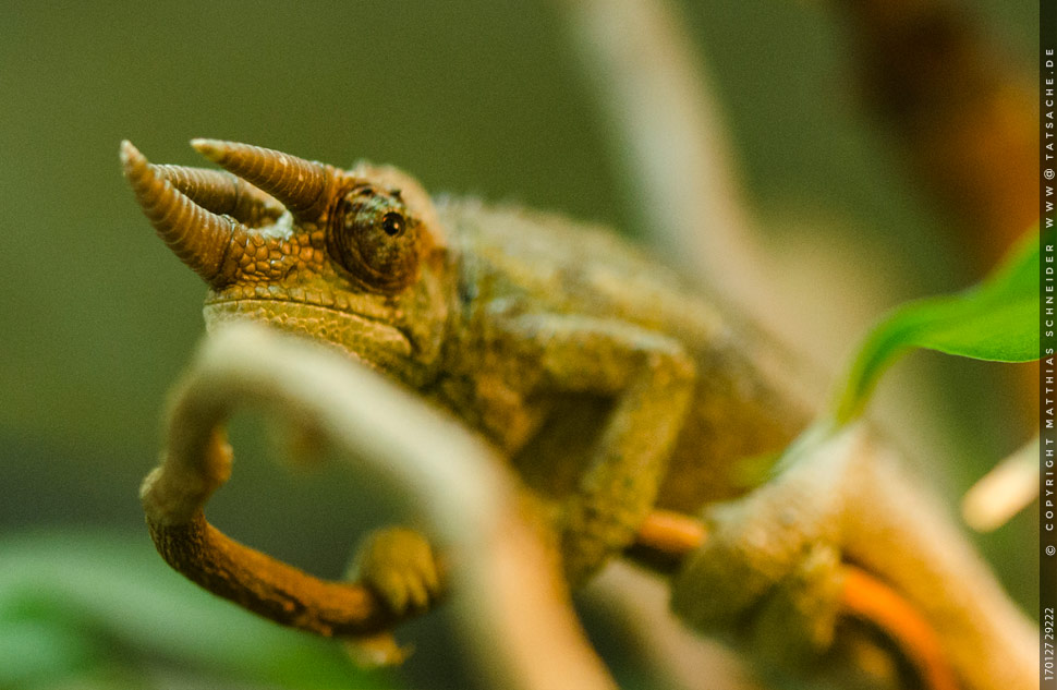 Fotografie (c) Matthias_Schneider - 170127 29213 Dreihorn-Chamaeleon