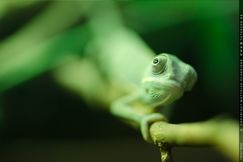 Fotografie (c) Matthias_Schneider 170127_29232 Chamaeleon-Baby