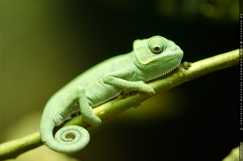 Fotografie (c) Matthias_Schneider 170127_29236 Chamaeleon-Baby