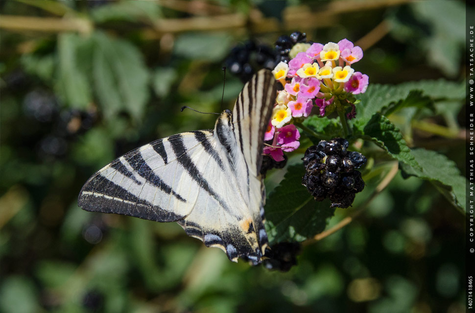 Fotografie Matthias Schneider – Schmetterling