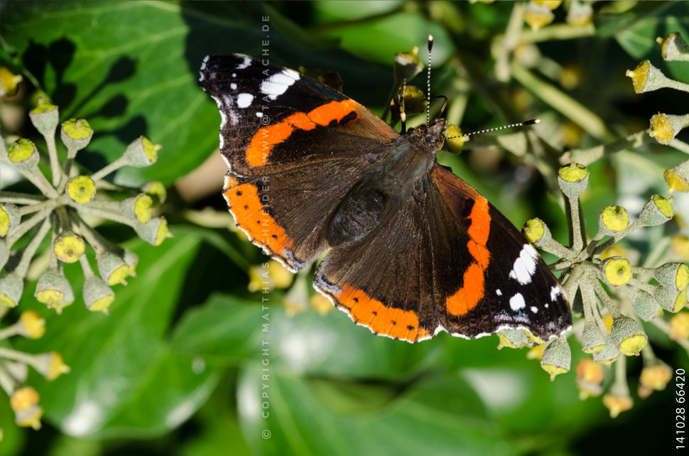 Fotografie Matthias Schneider 141028-66420 Admiral (Vanessa atalanta)