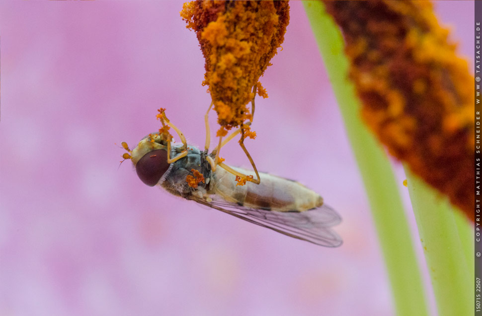 Foto Matthias Schneider 150715-22507 Schwebfliege an Lilienblüte · Abendessen