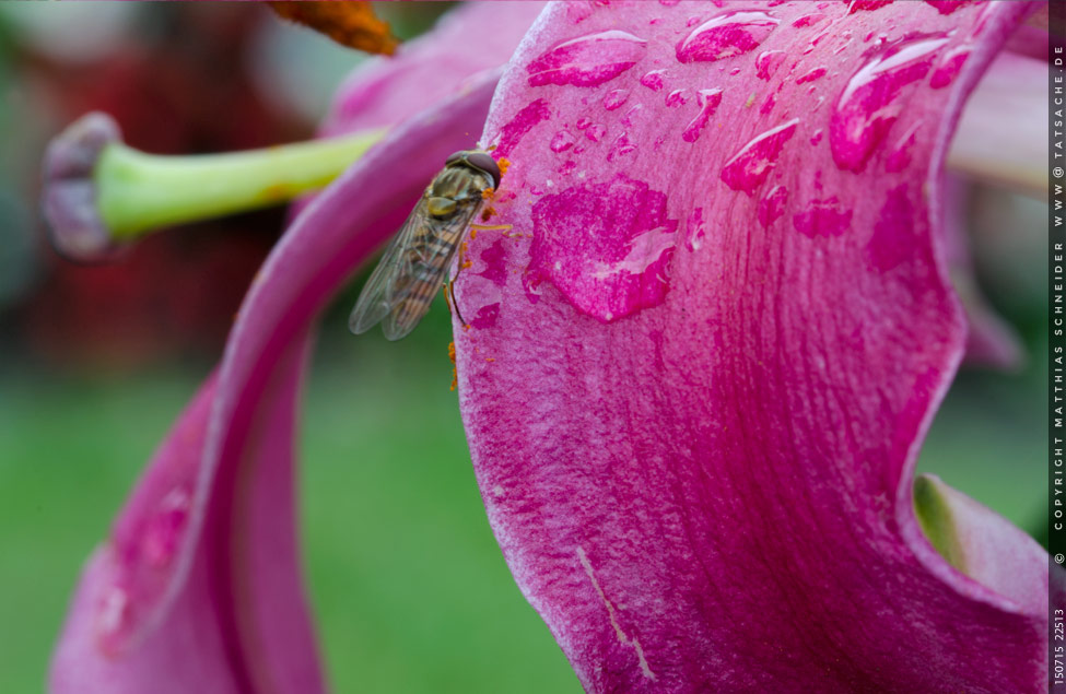 Foto Matthias Schneider 150715-22513 Vespe an Lilienblüte