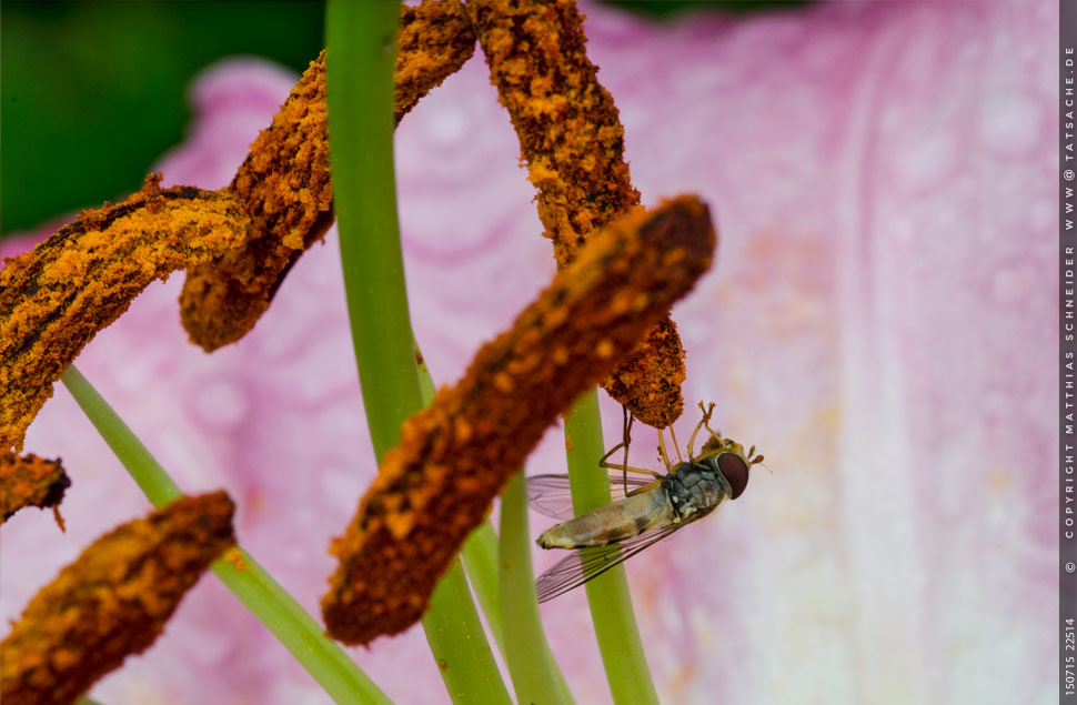 Foto Matthias Schneider 150715-22514 Schwebfliege in Lilienblüte