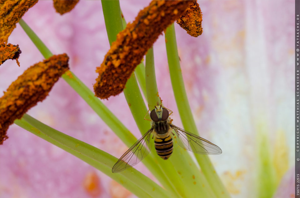 Foto Matthias Schneider 150715-22515 Schwebfliege in Lilienblüte