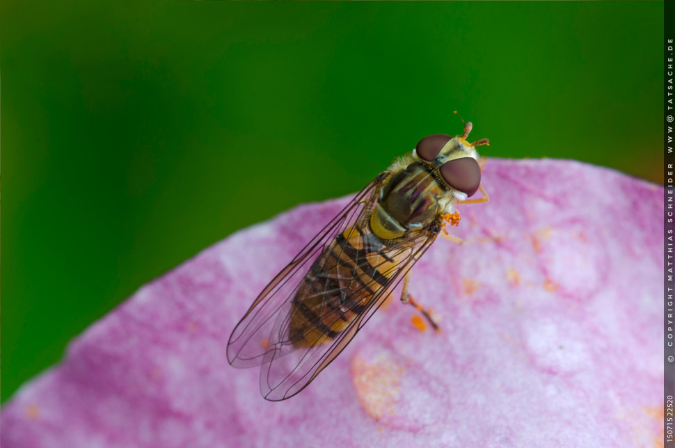 Foto Matthias Schneider 150715-22520 Schwebfliege auf Lilienblüte