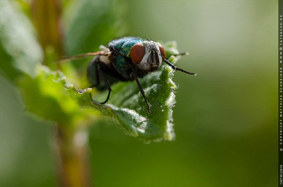 Foto Matthias Schneider 150730-22625 Smaragdfliege