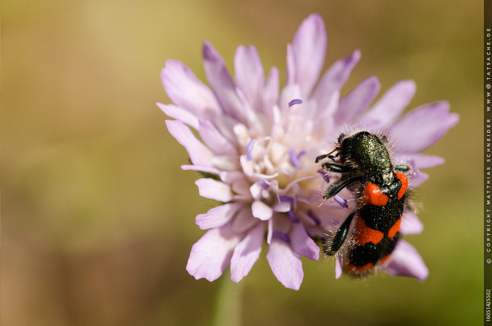 Fotografie Matthias Schneider 160514-25502 Zottiger Bienenkäfer - Trichodes alvearius