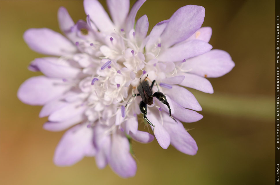 Fotografie Matthias Schneider – Muskelkäfer taucht in Distelblüte