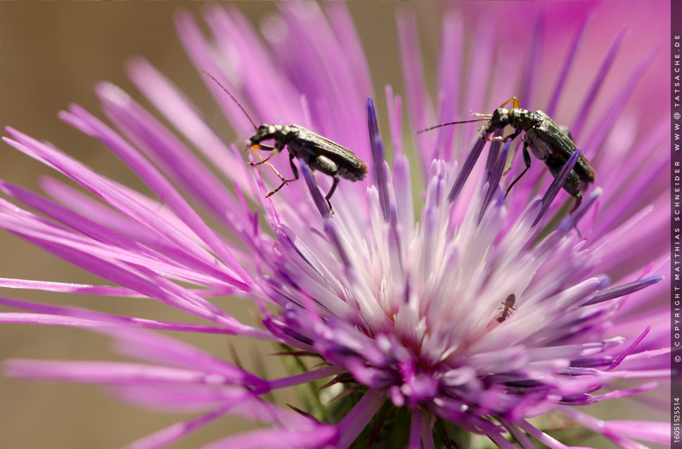 Fotografie Matthias Schneider 160515-25514 Zwei Käfer auf Distelblüte