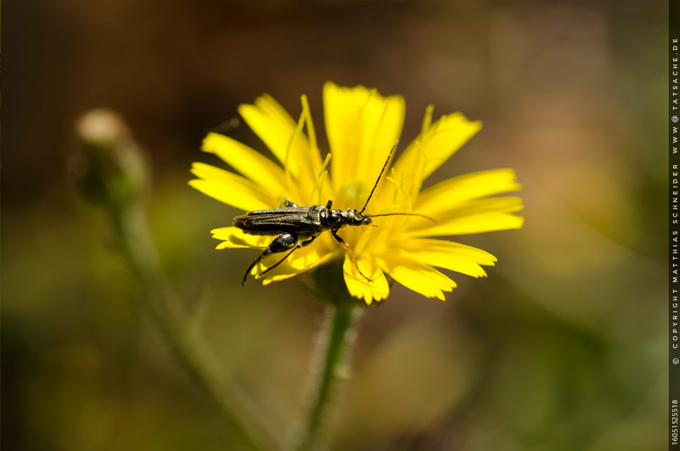 Fotografie Matthias Schneider 160515-25518 Muskelkäfer