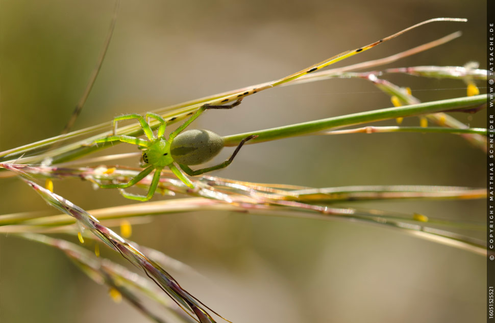 Fotografie Matthias Schneider 160515-25521 Grüne Huschspinne - Micrommata virescens