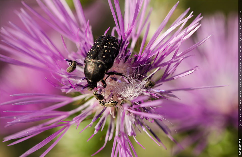 Fotografie Matthias Schneider 160518-25574 Viele Kaefer auf Distelblüte