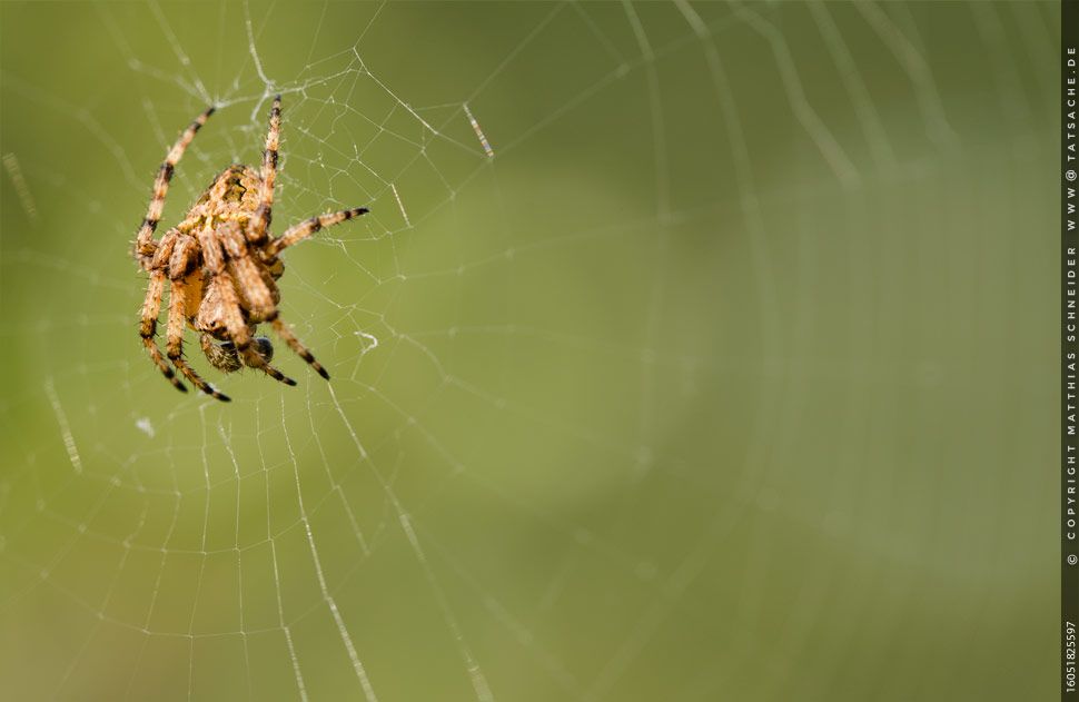 Fotografie Matthias Schneider – Kreuzspinne macht sich klein