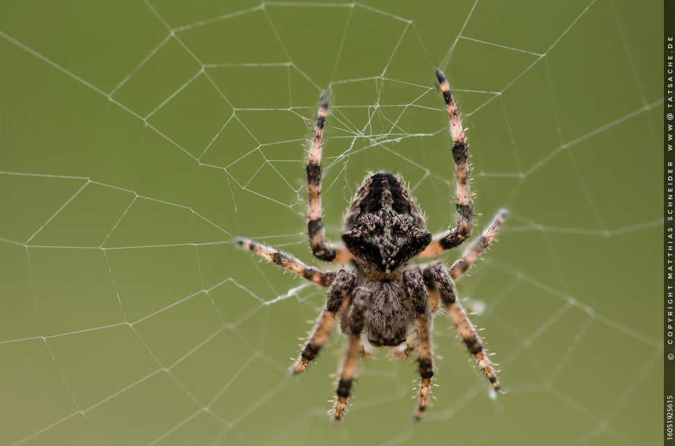 Fotografie Matthias Schneider – Kreuzspinne im Netz