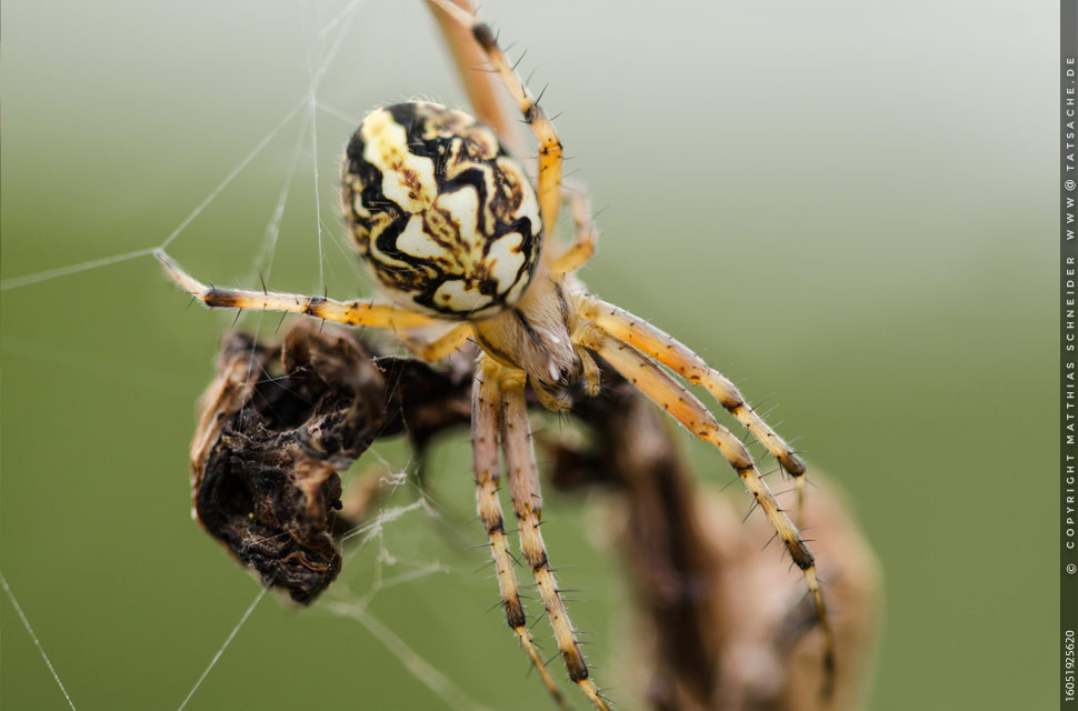 Fotografie Matthias Schneider – Schwarzgelbe Spinne im Versteck