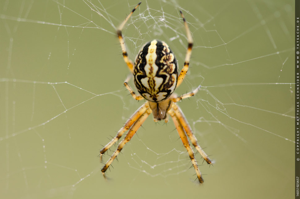Gelbschwarze Spinne im Netz - Vespenspinne?