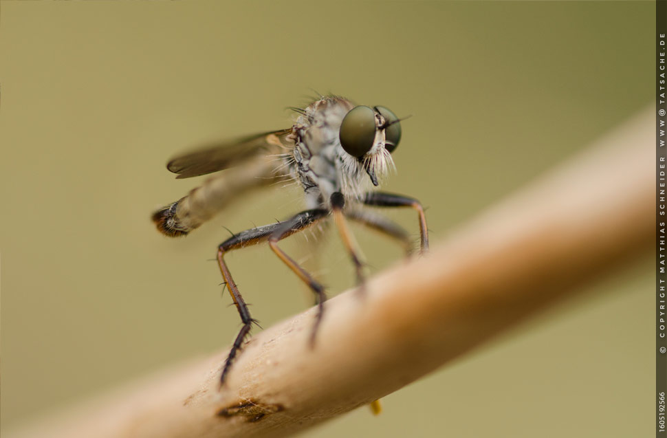 Raubfliege - Asilidae - ca. 12–15 mm lang 160519-25665