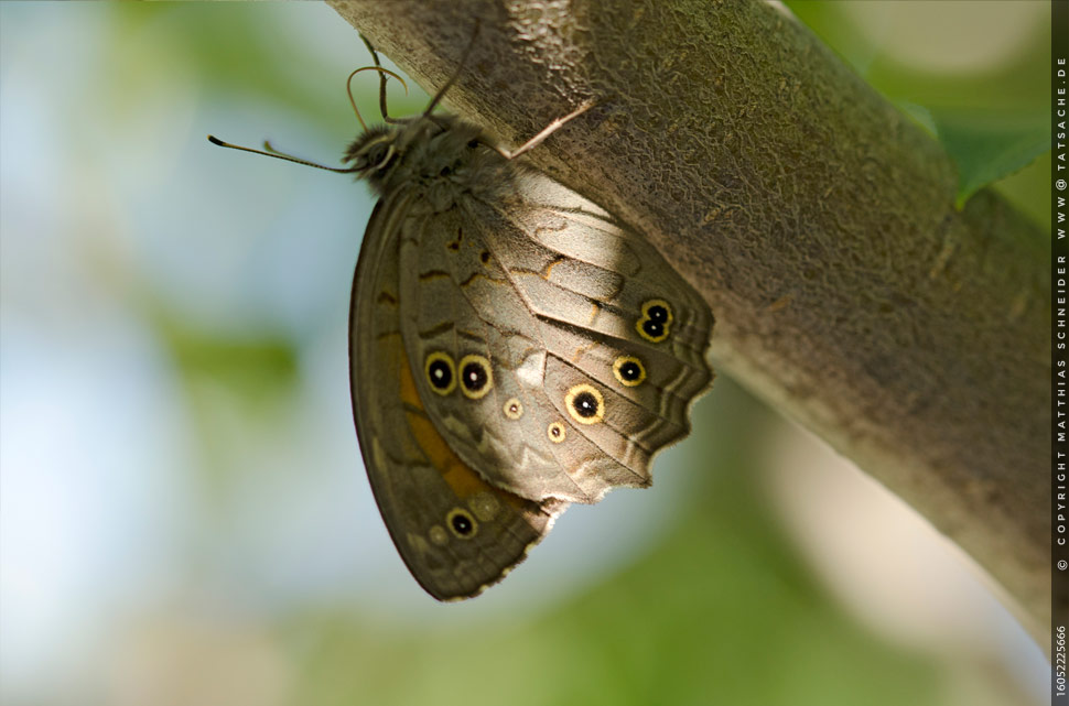 Fotografie Matthias Schneider – Waldbrettspiel (Pararge aegeria)