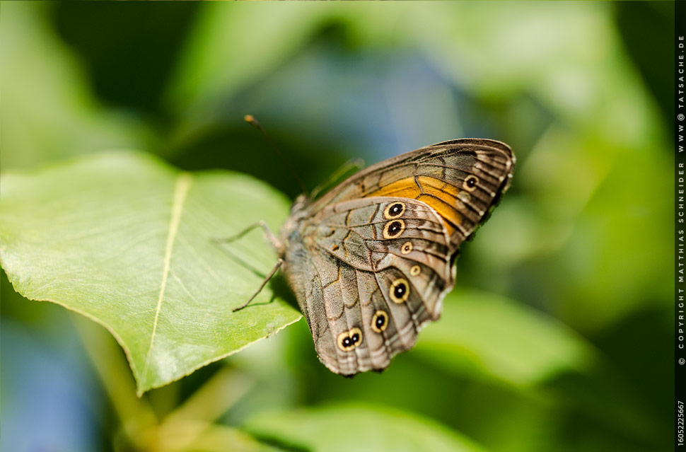 Fotografie Matthias Schneider – Waldbrettspiel (Pararge aegeria)