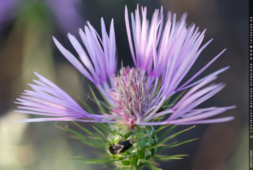 Fotografie Matthias Schneider – Lila Distel mit Käfer und Spinne