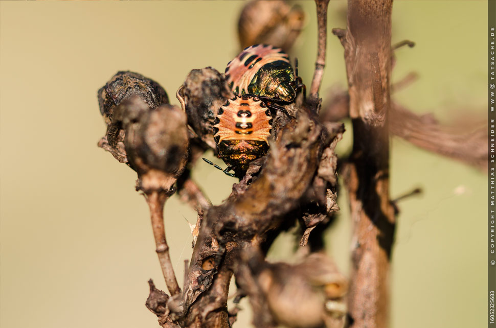 Fotografie Matthias Schneider 160523-25683 Larven Carpocoris mediterraneusam am Montag