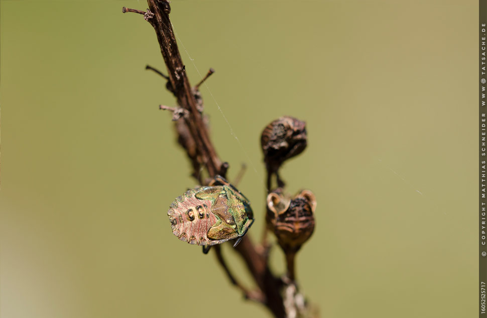 Fotografie Matthias Schneider – Larve Carpocoris mediterraneusam am Mittwoch