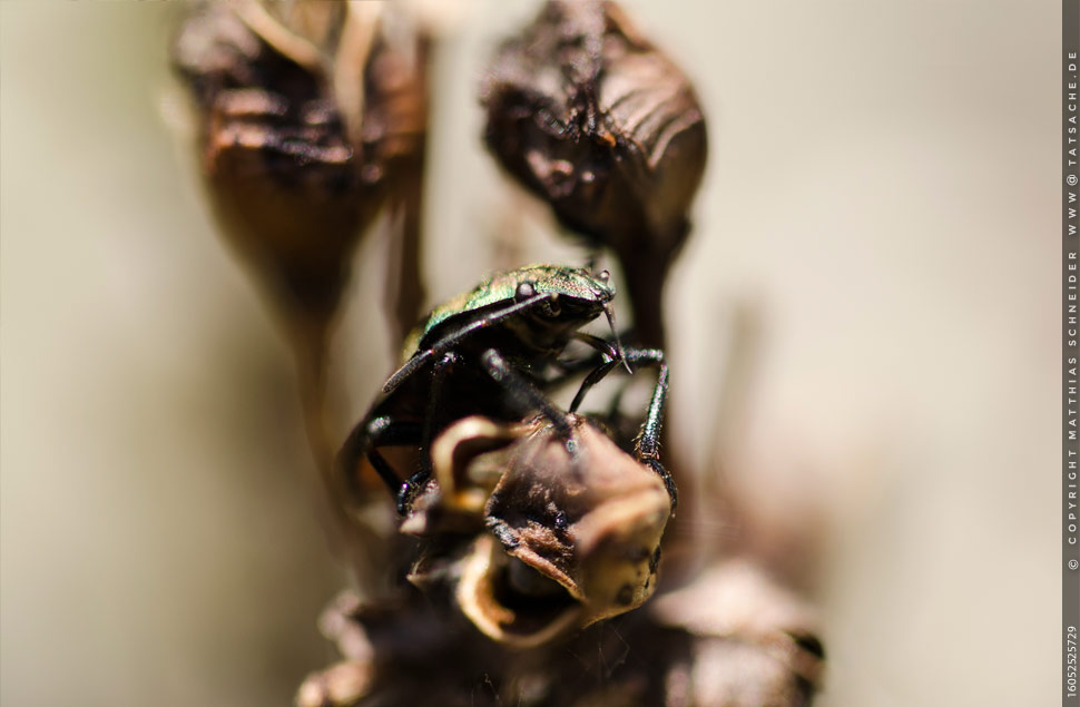 Fotografie Matthias Schneider – Larve Carpocoris mediterraneusam am Mittwoch