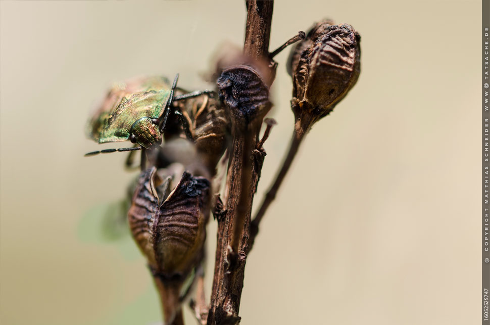 Fotografie Matthias Schneider – Larve Carpocoris mediterraneusam am Mittwoch