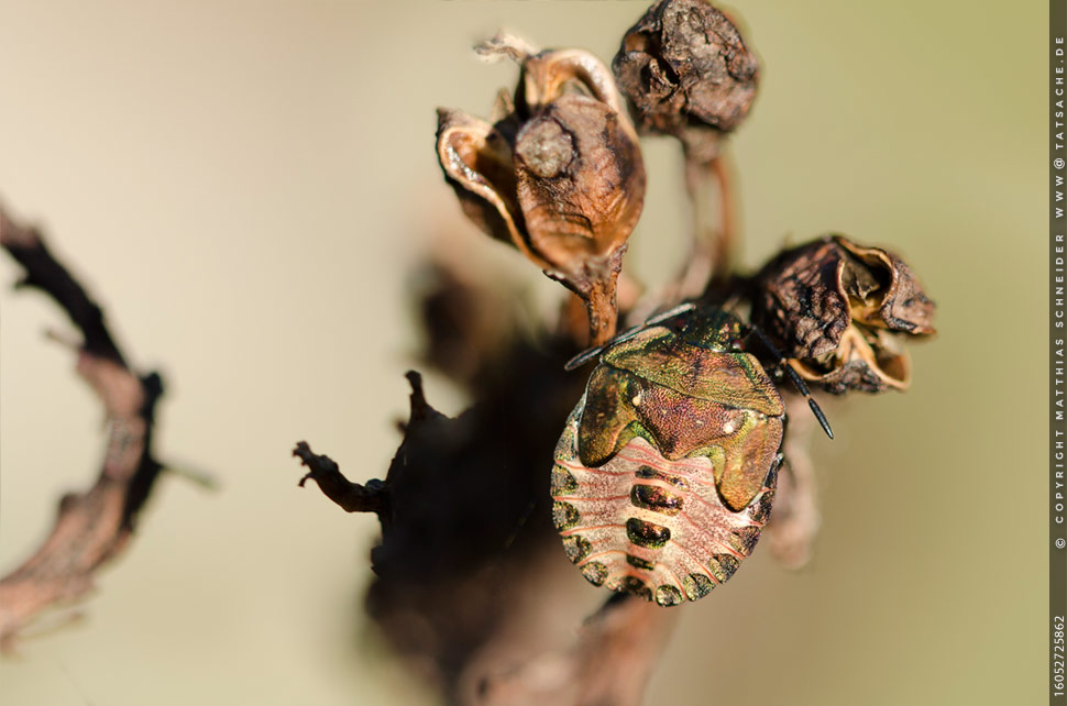 Fotografie Matthias Schneider – Larve Carpocoris mediterraneusam am Freitag