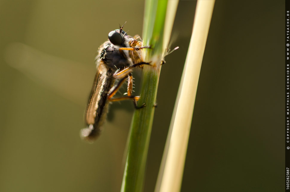 Fotografie Matthias Schneider – Raubfliege mit Fliegenfrühstück