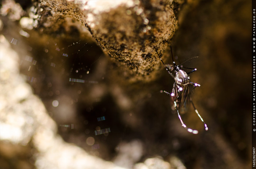 Fotografie Matthias Schneider 160528-25897 Tigermücke - Aedes albopictus