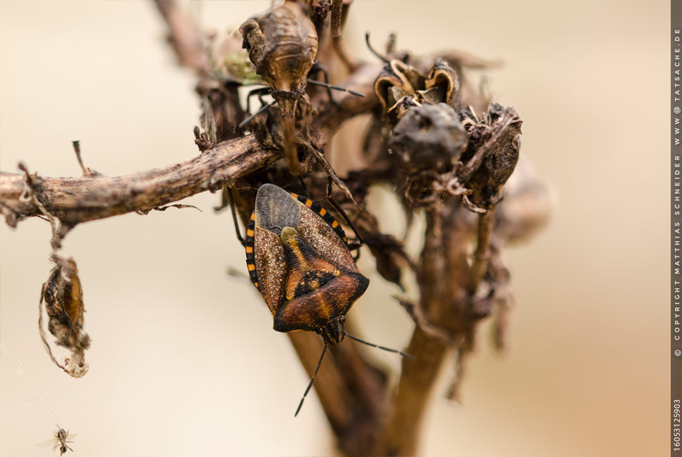 Fotografie Matthias Schneider – Carpocoris mediterraneusam