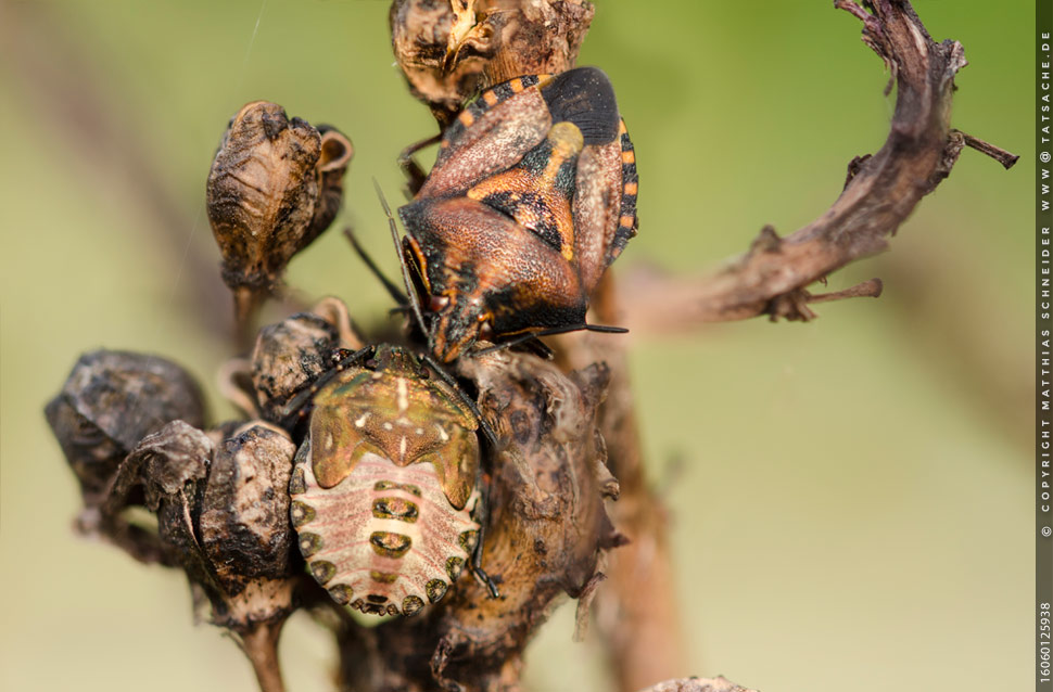 Fotografie Matthias Schneider – Carpocoris mediterraneusam