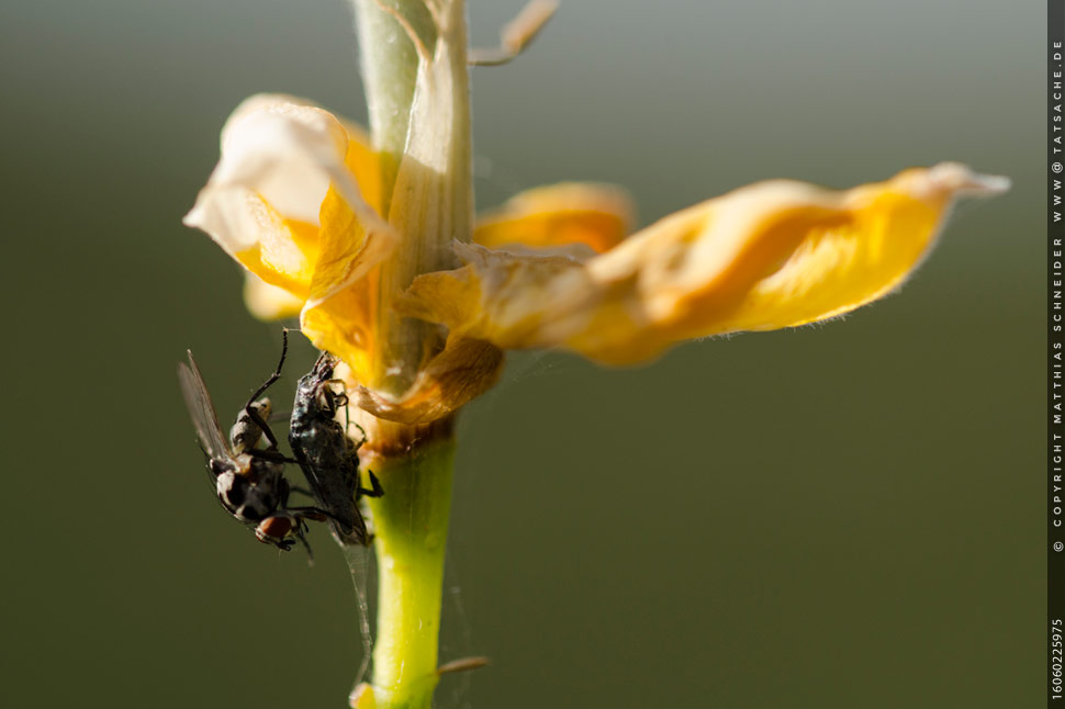 Fotografie Matthias Schneider – Fliege an eingesponnenem Käfer