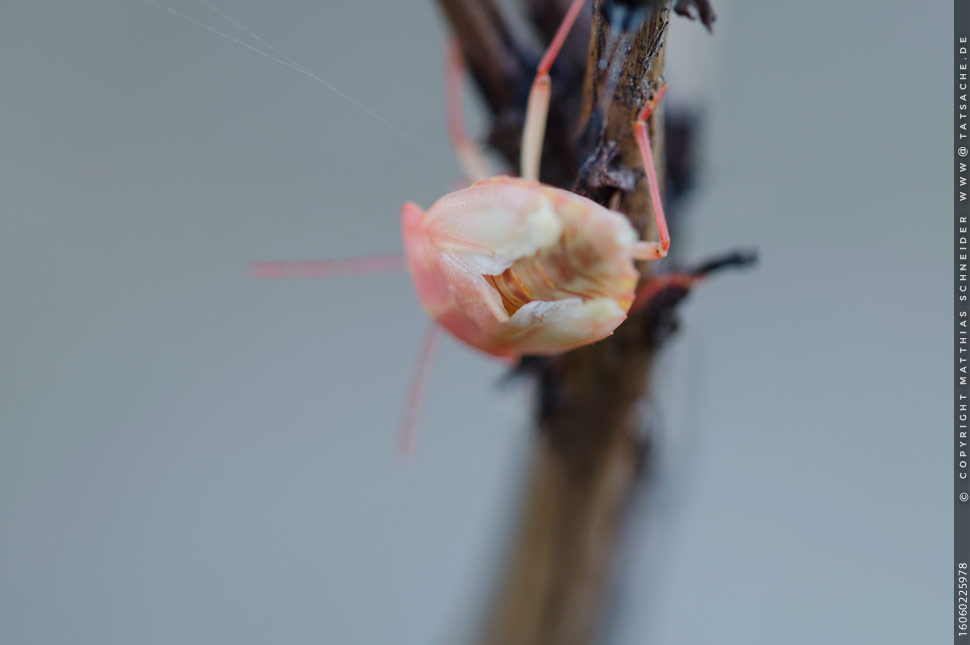 Fotografie Matthias Schneider – Carpocoris mediterraneus – das beobachtete Exemplar schlüpft zum ausgewachsenen Tier, 3. Juni 2016, 19:32 Uhr