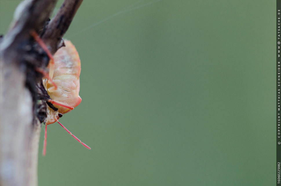 Fotografie Matthias Schneider – Carpocoris mediterraneus – Carpocoris mediterraneus – das beobachtete Exemplar am 3. Juni 2016, 19:37 Uhr