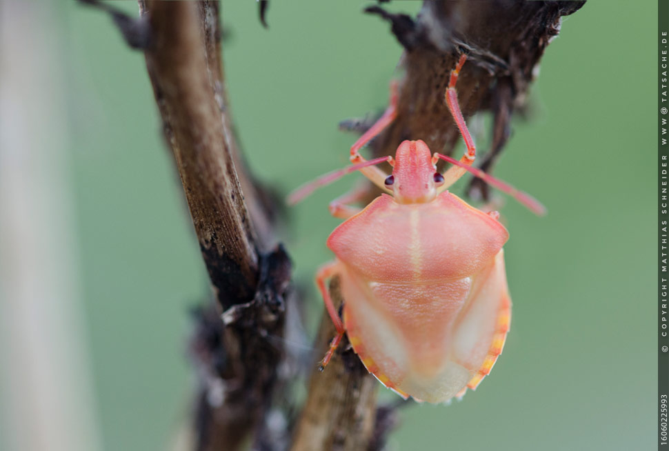 Fotografie Matthias Schneider – Carpocoris mediterraneus – Carpocoris mediterraneus – das beobachtete Exemplar am 3. Juni 2016