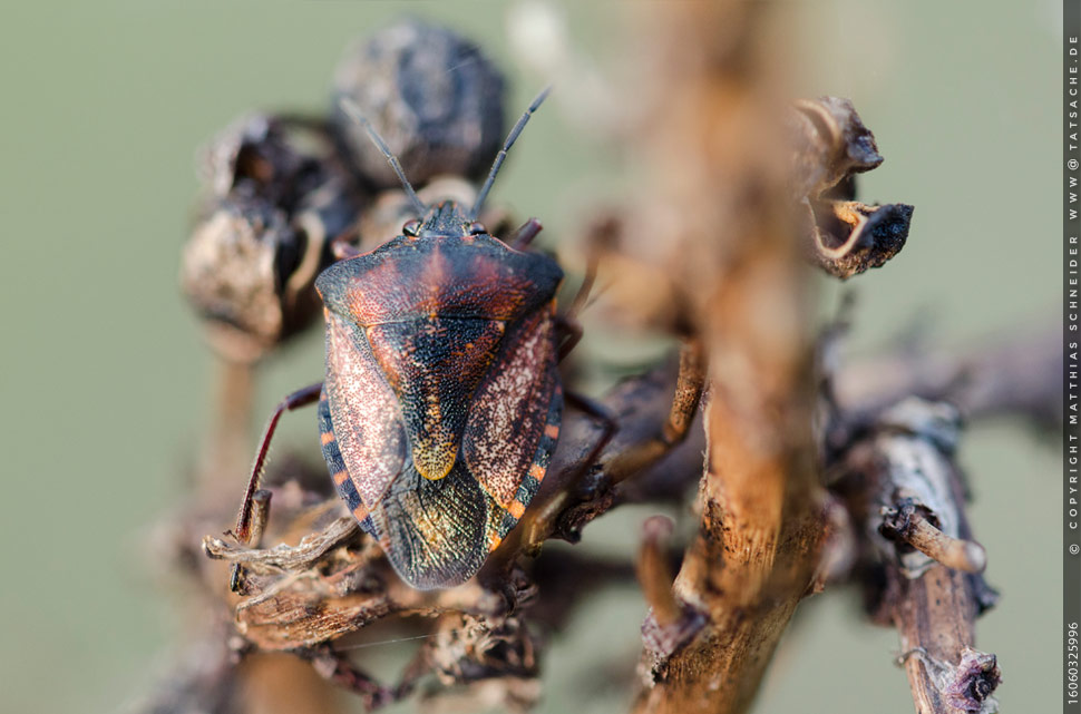 Fotografie Matthias Schneider – Carpocoris mediterraneus – Carpocoris mediterraneus – das beobachtete Exemplar am 3. Juni 2016